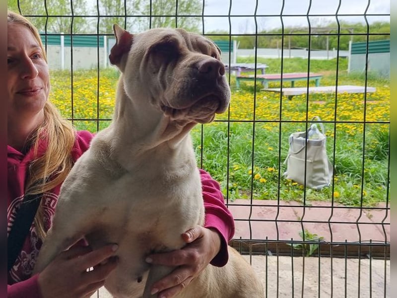 ♥KEIKO♥ unglaublich verschmuste, liebevolle Hündin 49 cm