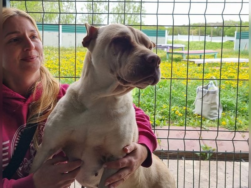 ♥KEIKO♥ unglaublich verschmuste, liebevolle Hündin 49 cm