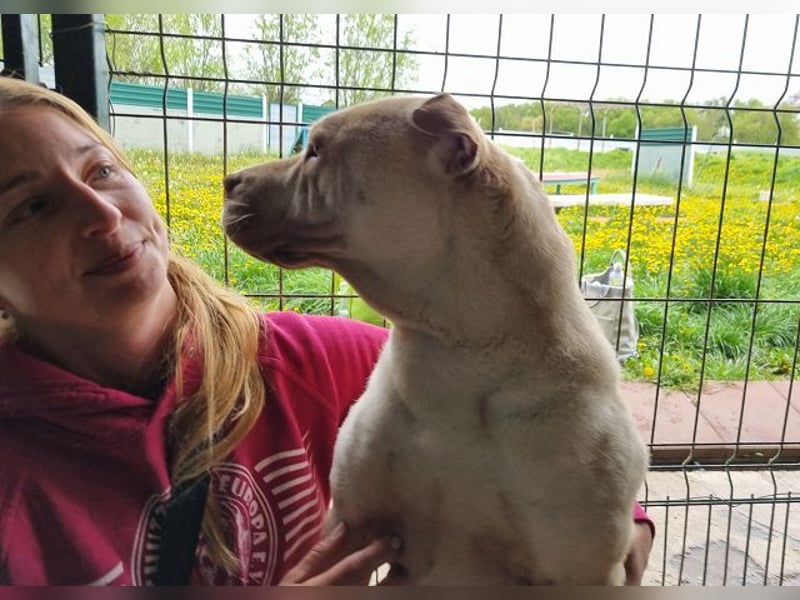 ♥KEIKO♥ unglaublich verschmuste, liebevolle Hündin 49 cm