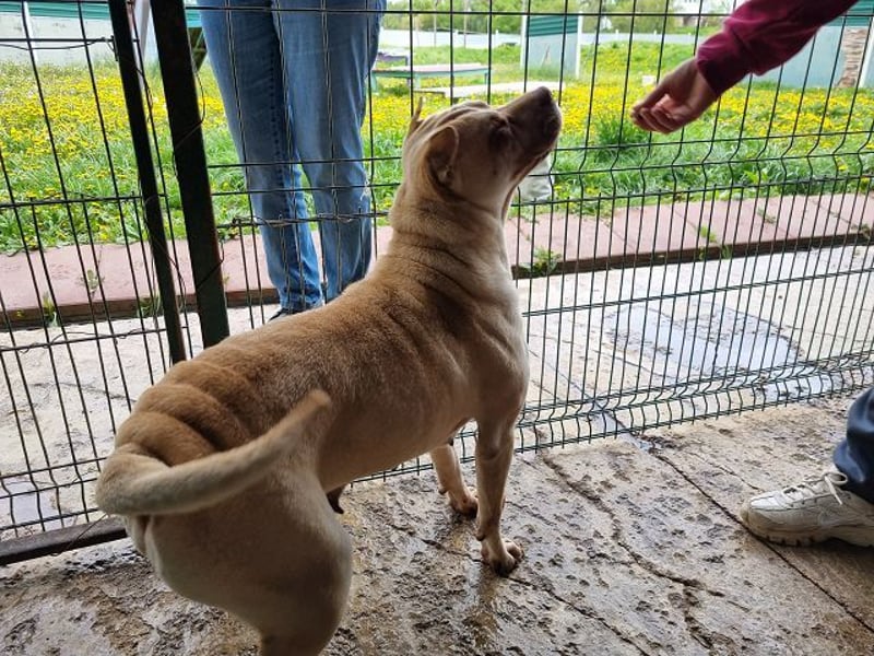 ♥KEIKO♥ unglaublich verschmuste, liebevolle Hündin 49 cm