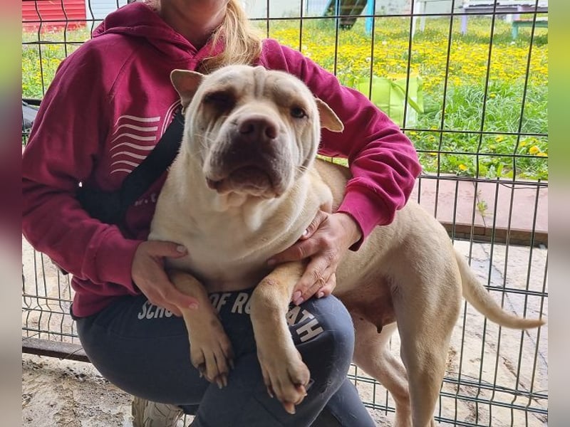 ♥KEIKO♥ unglaublich verschmuste, liebevolle Hündin 49 cm