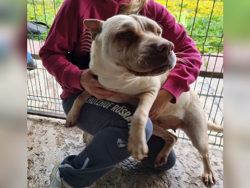 ♥KEIKO♥ unglaublich verschmuste, liebevolle Hündin 49 cm