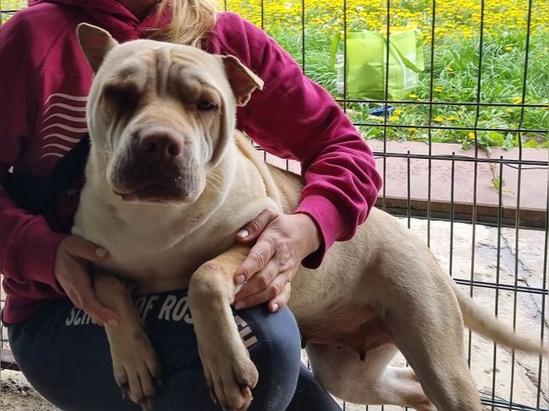 ♥KEIKO♥ unglaublich verschmuste, liebevolle Hündin 49 cm