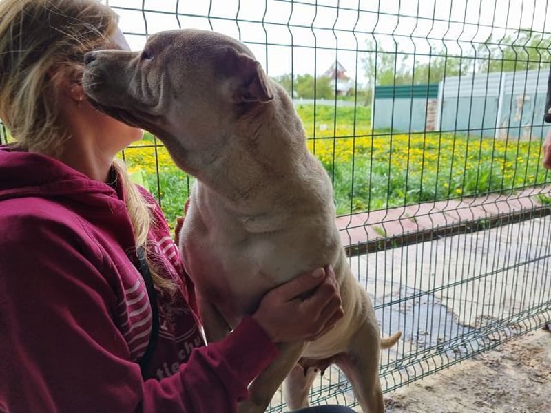 ♥KEIKO♥ unglaublich verschmuste, liebevolle Hündin 49 cm