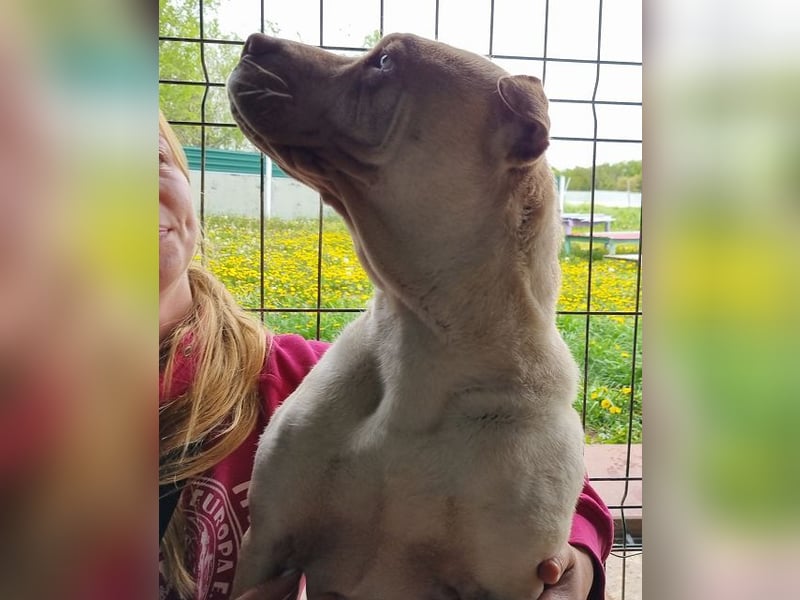 ♥KEIKO♥ unglaublich verschmuste, liebevolle Hündin 49 cm