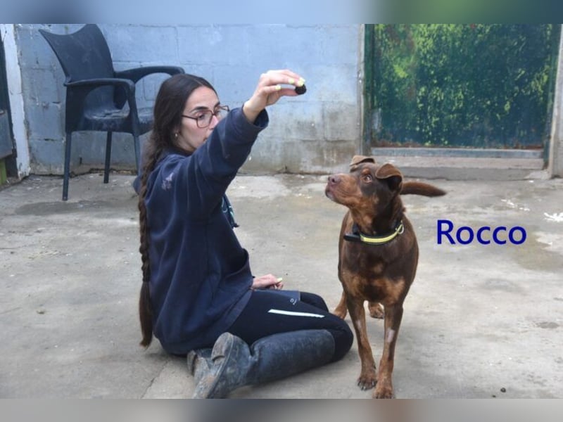 Rocco geb. 10/2022 (ESP) - Schokoladenfarbiger, loyaler Hundekumpel!