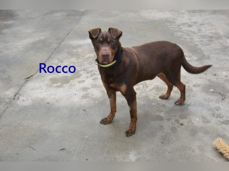 Rocco geb. 10/2022 (ESP) - Schokoladenfarbiger, loyaler Hundekumpel!
