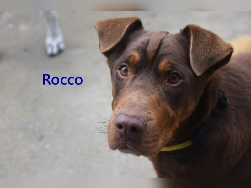 Rocco geb. 10/2022 (ESP) - Schokoladenfarbiger, loyaler Hundekumpel!
