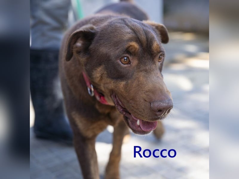 Rocco geb. 10/2022 (ESP) - Schokoladenfarbiger, loyaler Hundekumpel!
