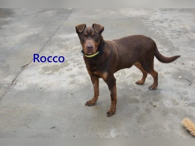 Rocco geb. 10/2022 (ESP) - Schokoladenfarbiger, loyaler Hundekumpel!
