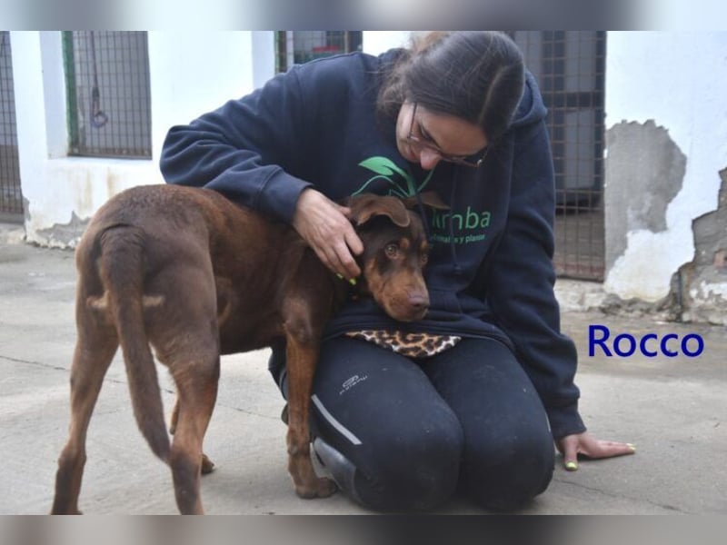 Rocco geb. 10/2022 (ESP) - Schokoladenfarbiger, loyaler Hundekumpel!