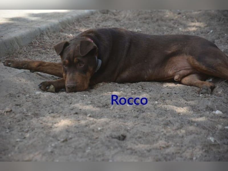 Rocco geb. 10/2022 (ESP) - Schokoladenfarbiger, loyaler Hundekumpel!