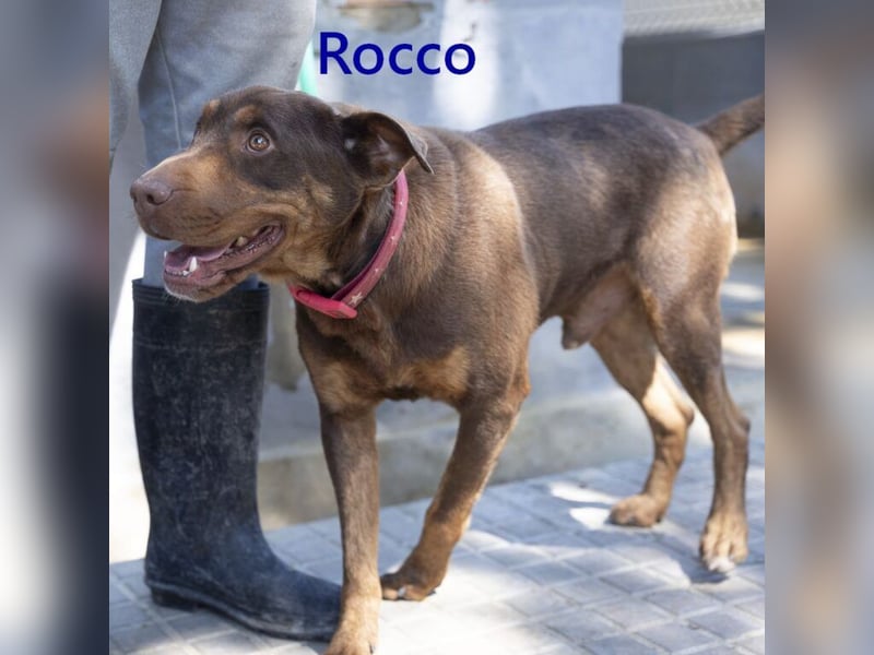 Rocco geb. 10/2022 (ESP) - Schokoladenfarbiger, loyaler Hundekumpel!