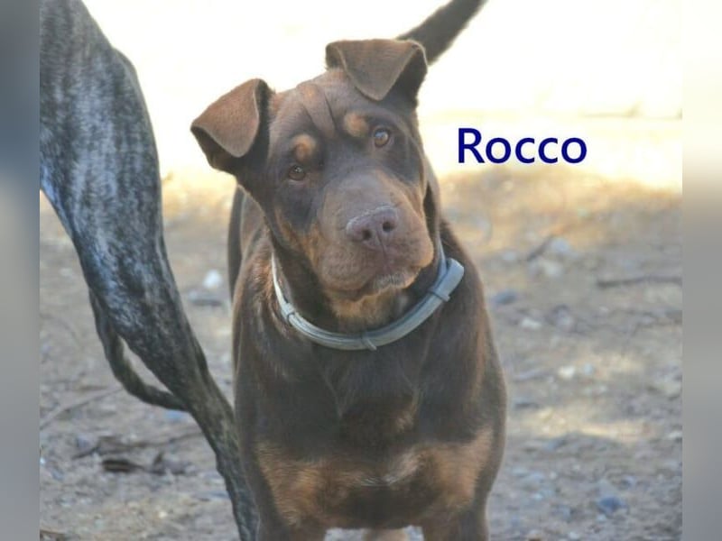 Rocco geb. 10/2022 (ESP) - Schokoladenfarbiger, loyaler Hundekumpel!