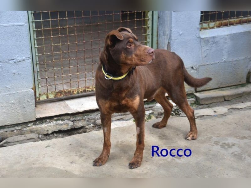 Rocco geb. 10/2022 (ESP) - Schokoladenfarbiger, loyaler Hundekumpel!