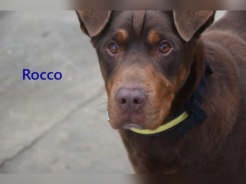 Rocco geb. 10/2022 (ESP) - Schokoladenfarbiger, loyaler Hundekumpel!