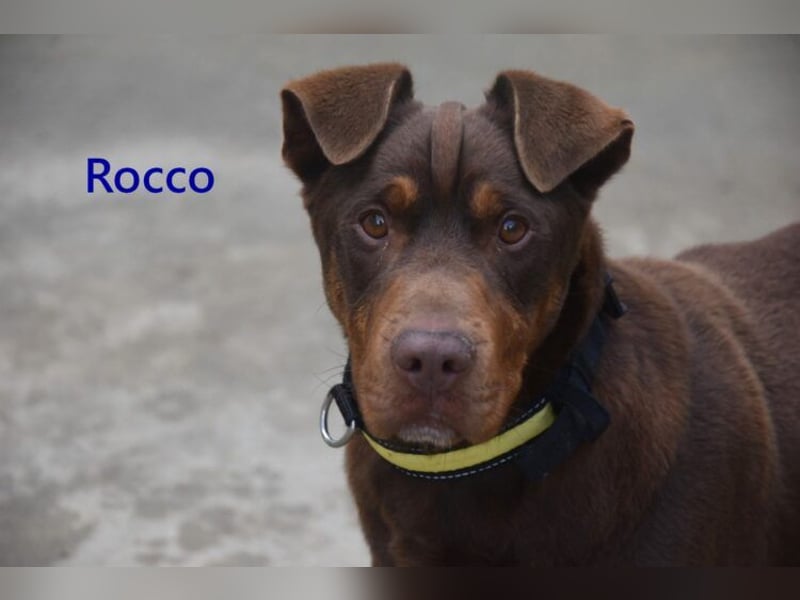 Rocco geb. 10/2022 (ESP) - Schokoladenfarbiger, loyaler Hundekumpel!