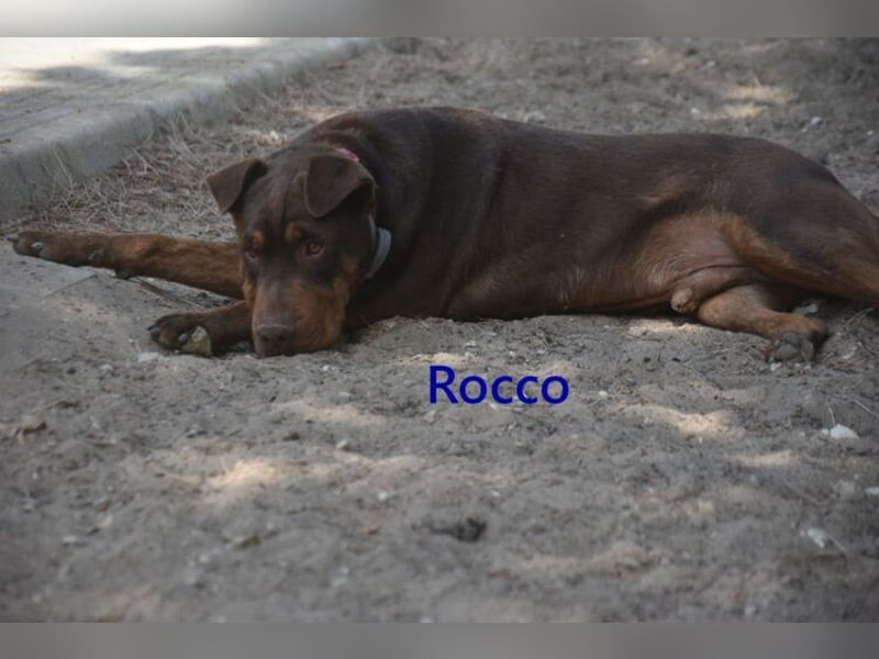 Rocco geb. 10/2022 (ESP) - Schokoladenfarbiger, loyaler Hundekumpel!