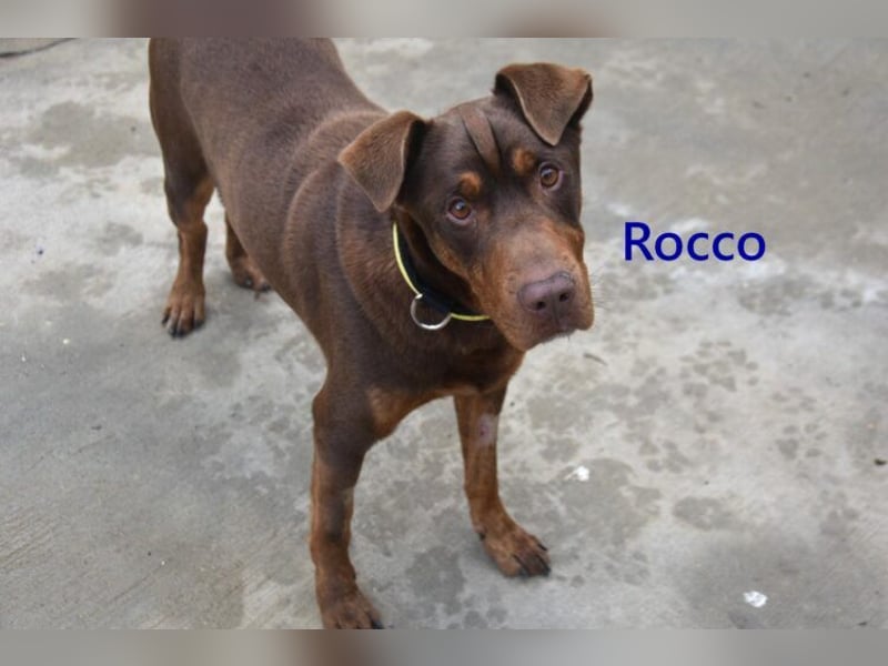 Rocco geb. 10/2022 (ESP) - Schokoladenfarbiger, loyaler Hundekumpel!