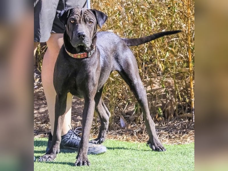 Wunderschöne Jooma - seit August im Tierheim in Portugal – 2026 soll sich alles ändern…