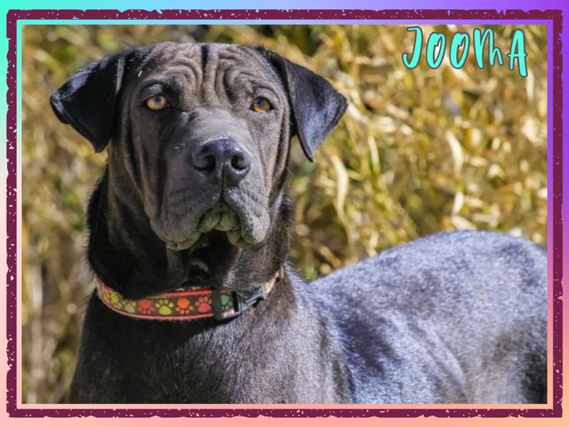 •• J•O•O•M•A •• Sehr Unkompliziert und Super Lieb ❣️