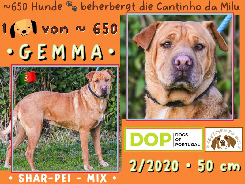 | GEMMA | wartet in der Cantinho da Milu ⏳ auf ihr Glück ⏳ seit 3/2026