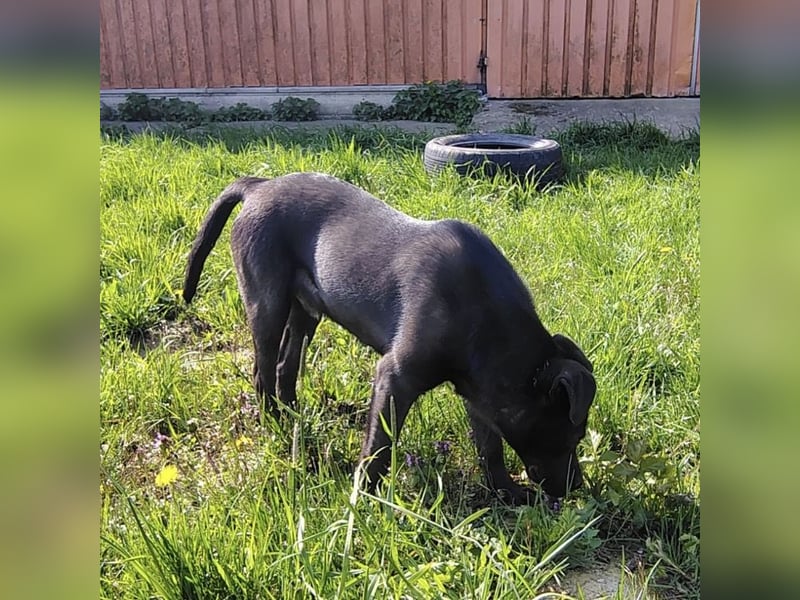 Bart ein freundlicher Hundebub