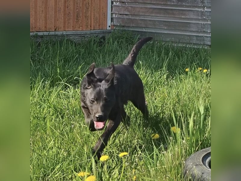 Bart ein freundlicher Hundebub