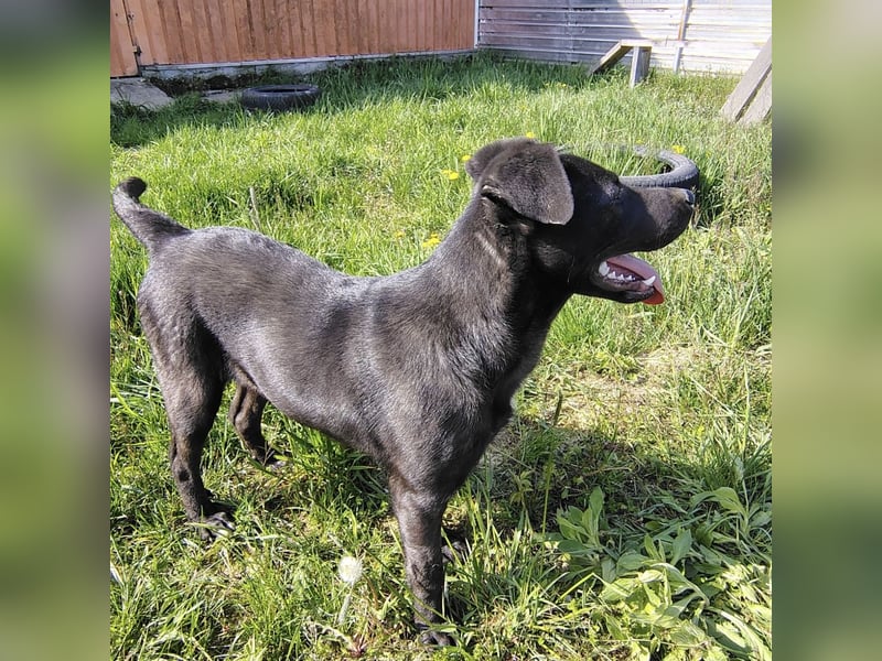 Bart ein freundlicher Hundebub