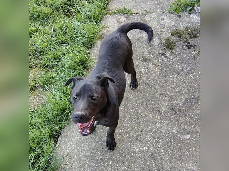 Bart ein freundlicher Hundebub