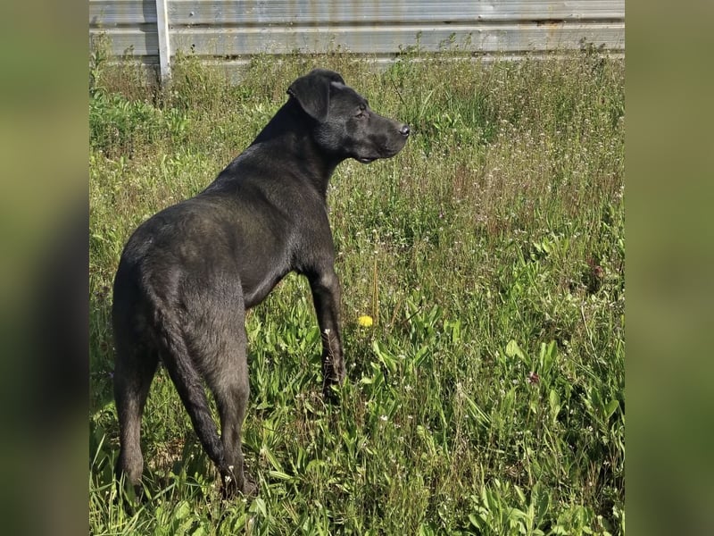 Bart ein freundlicher Hundebub