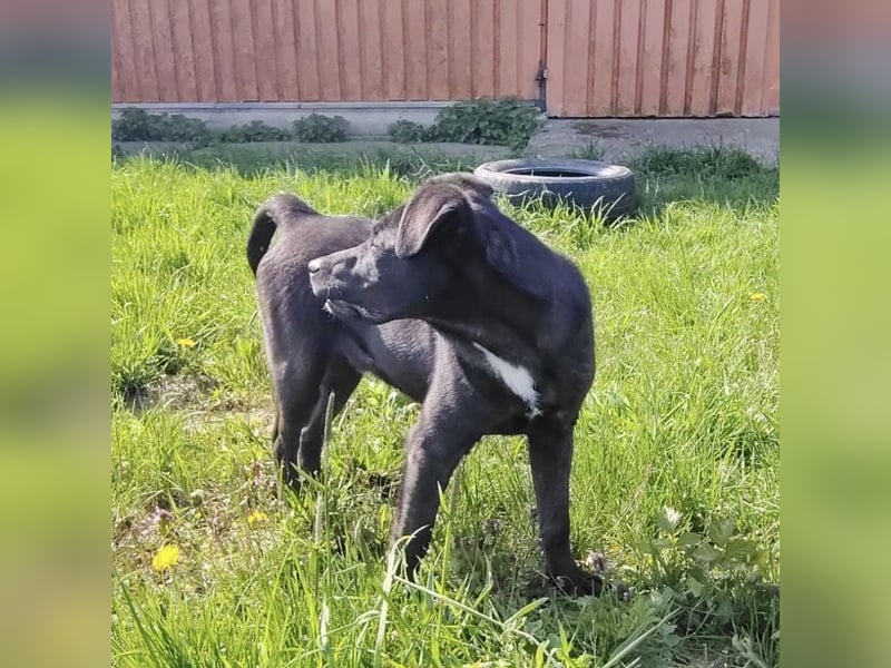 Bart ein freundlicher Hundebub