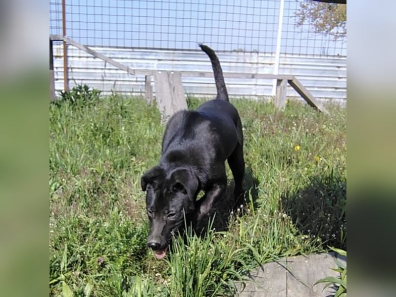 Bart ein freundlicher Hundebub