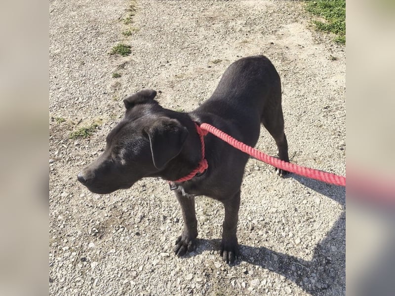 Bart ein freundlicher Hundebub