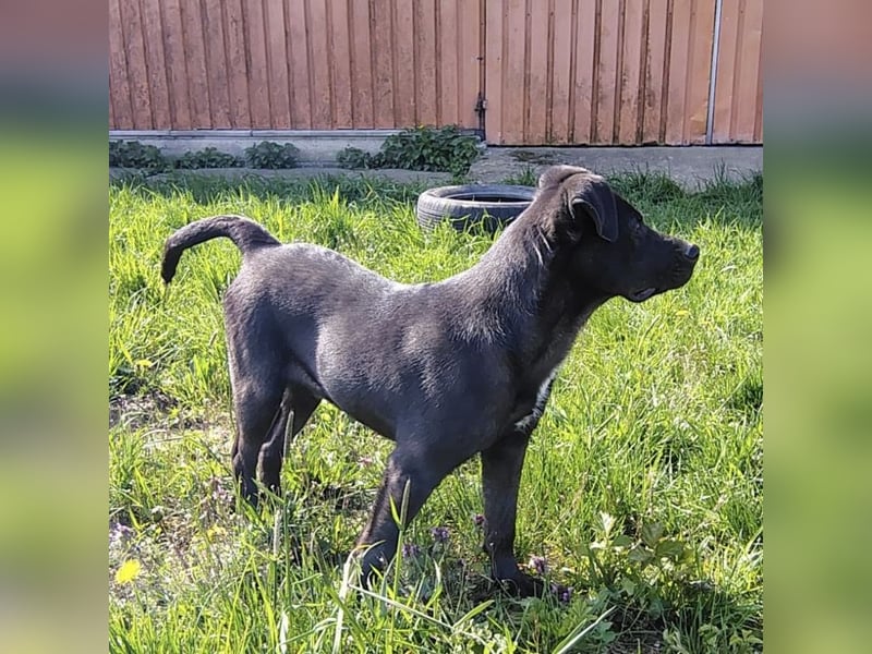 Bart ein freundlicher Hundebub