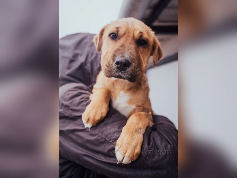 Anubis – Charakterhund mit einer sensiblen Seele