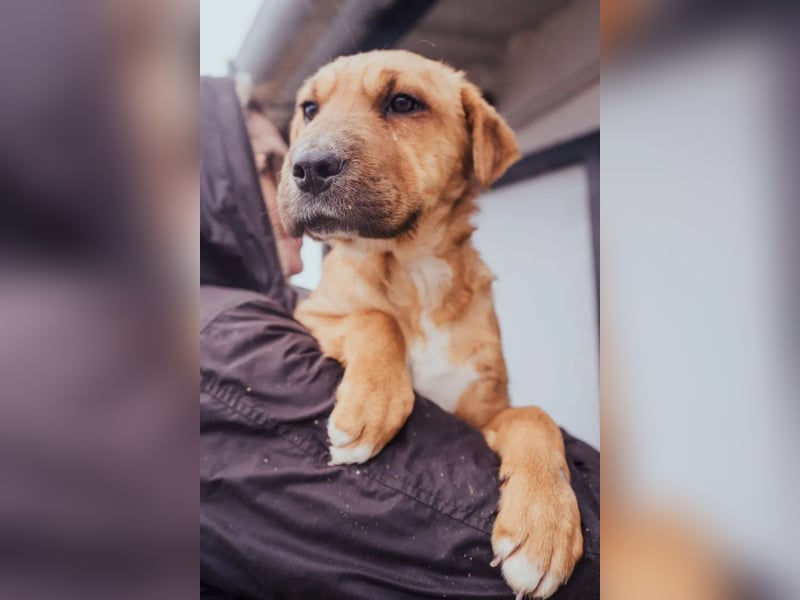 Anubis – Charakterhund mit einer sensiblen Seele