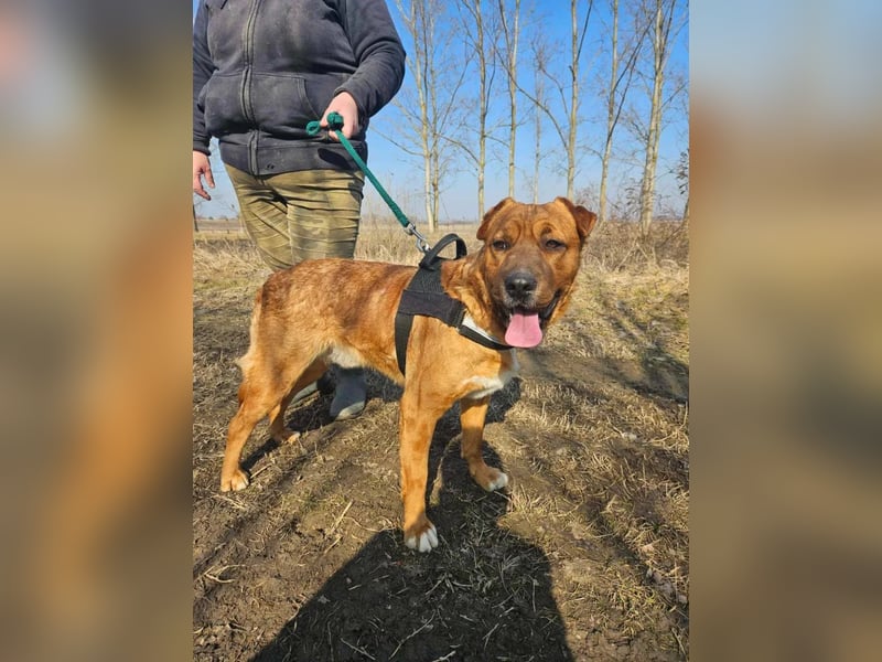 Anubis – Charakterhund mit einer sensiblen Seele