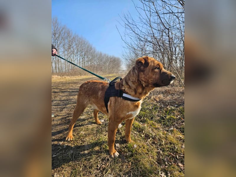 Anubis – Charakterhund mit einer sensiblen Seele