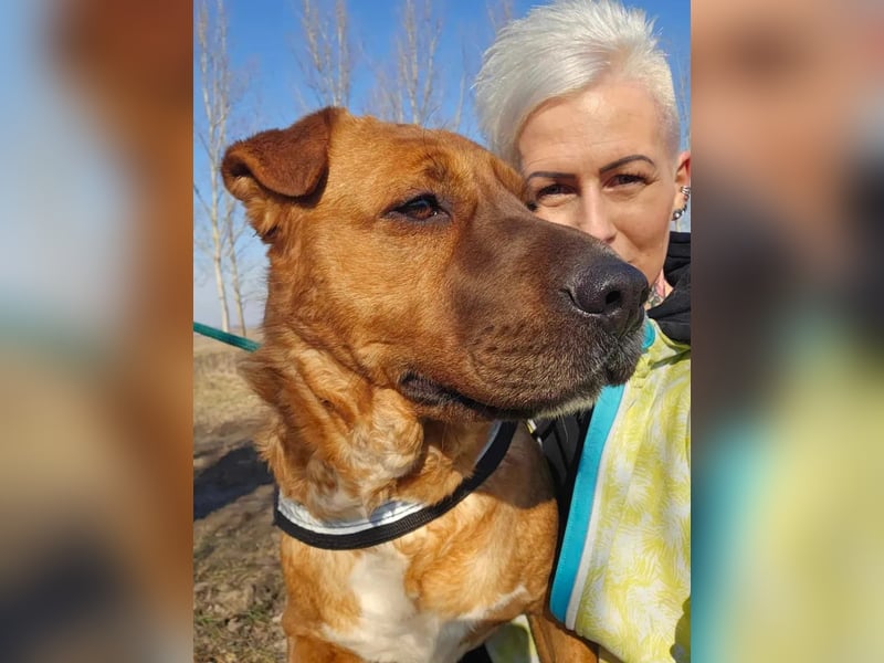 Anubis – Charakterhund mit einer sensiblen Seele