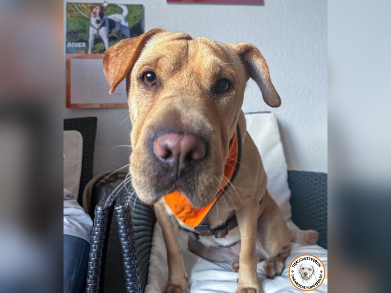 Eliza sucht ihr Für-immer-Zuhause   Eliza sucht ihr Für-immer-Zuhause