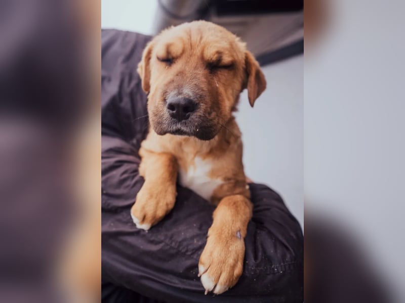 Anubis – Charakterhund mit einer sensiblen Seele