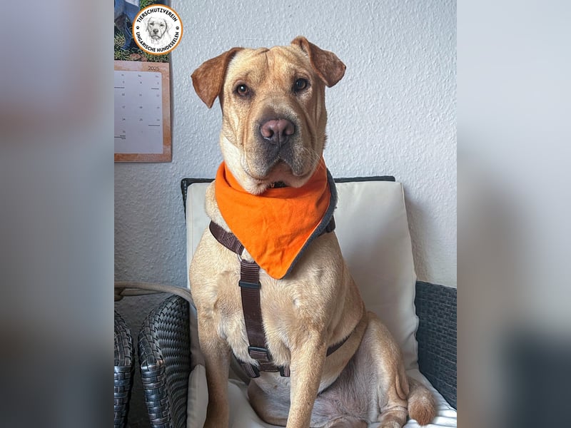 Eliza sucht ihr Für-immer-Zuhause   Eliza sucht ihr Für-immer-Zuhause