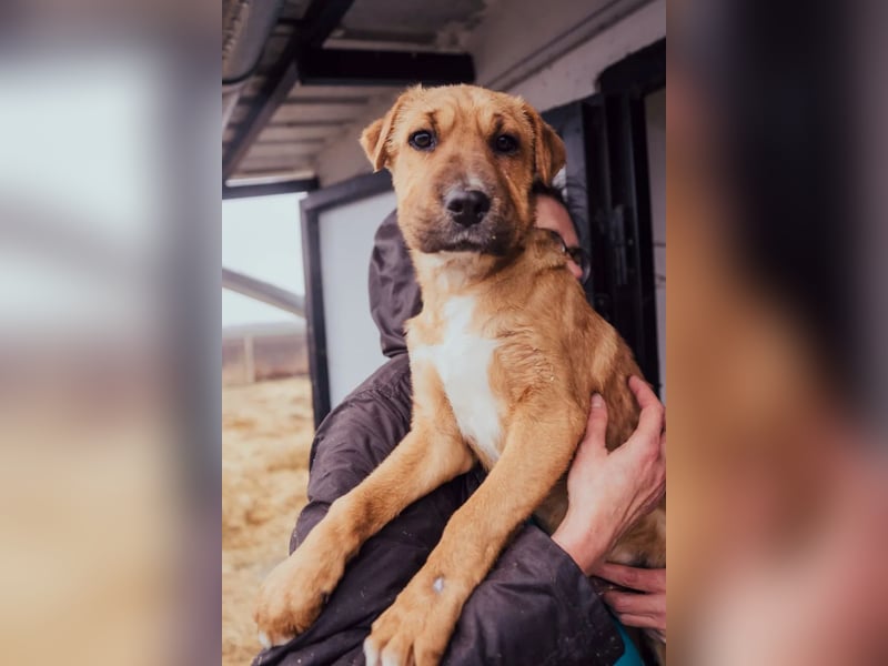 Anubis – Charakterhund mit einer sensiblen Seele