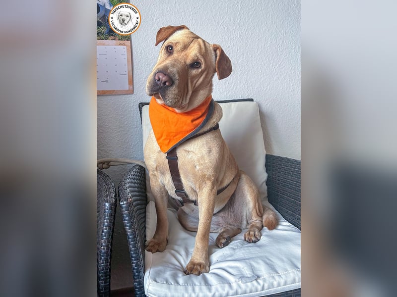 Eliza sucht ihr Für-immer-Zuhause   Eliza sucht ihr Für-immer-Zuhause