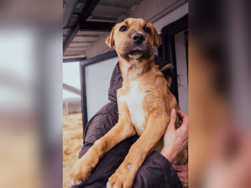 Anubis – Charakterhund mit einer sensiblen Seele