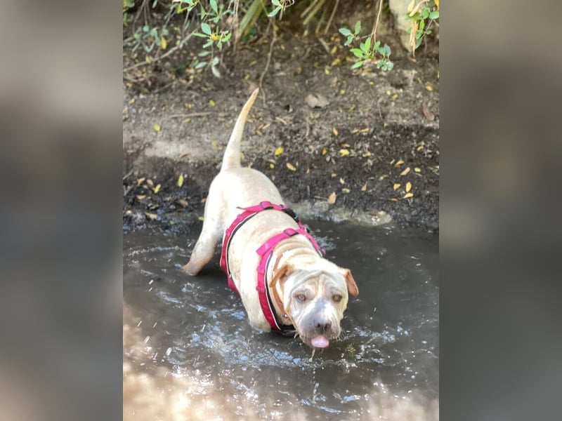 Chapi (Spanien) – ein verschmuster Wonneproppen – sucht neues Zuhause