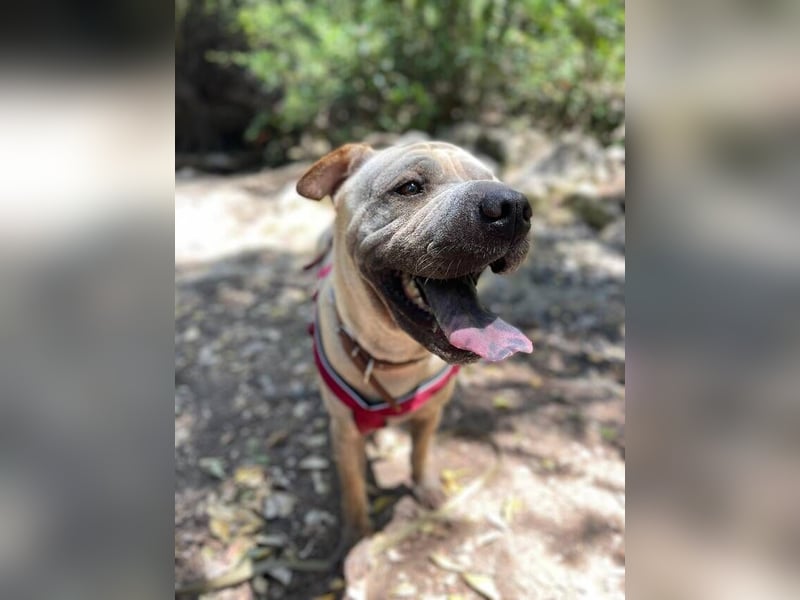 Chapi (Spanien) – ein verschmuster Wonneproppen – sucht neues Zuhause