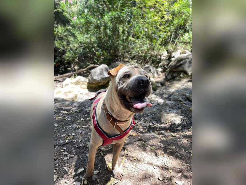 Chapi (Spanien) – ein verschmuster Wonneproppen – sucht neues Zuhause