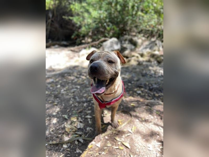 Chapi (Spanien) – ein verschmuster Wonneproppen – sucht neues Zuhause